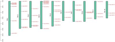 Genome-wide identification and expression analysis of CASPL gene family in Zea mays (L.)